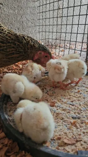 Pintinhos e franguinhos caipira
