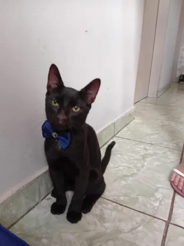 Gato para adoção 4 meses vermifugado vacinado Miguel dócil carinhoso