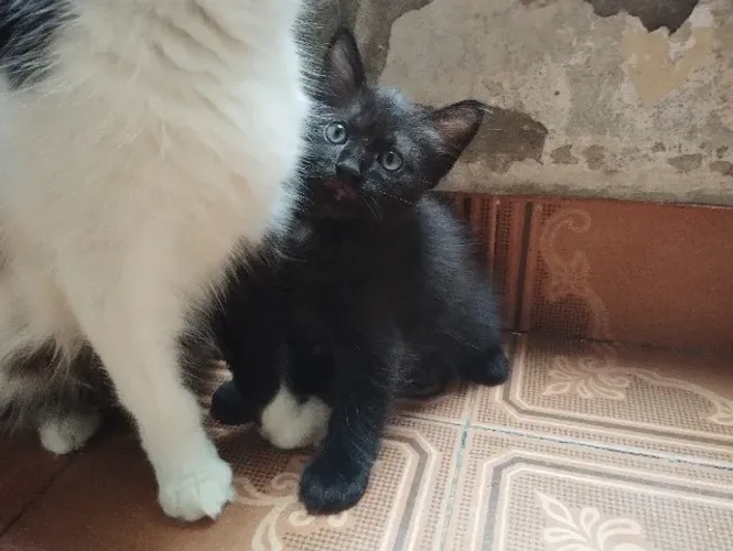 2 gatinhos pra adoção