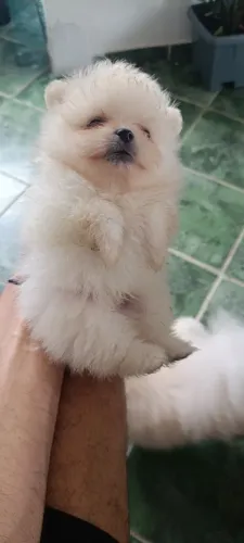 Filhote de lulu da Pomerania macho