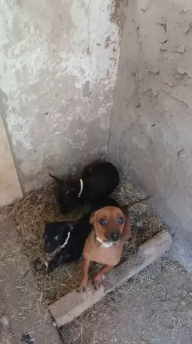 Pinschers adultos 