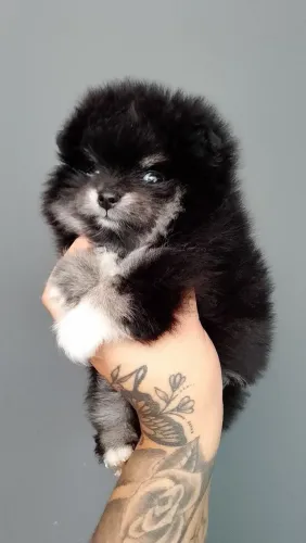 Spitz fêmea Black and tan maravilhosa