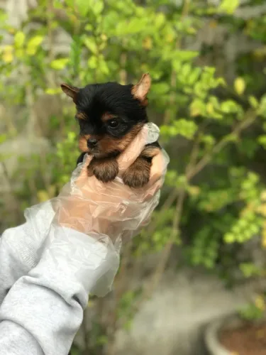 Yorkshire Terrier: companhia fiel e cheia de personalidade