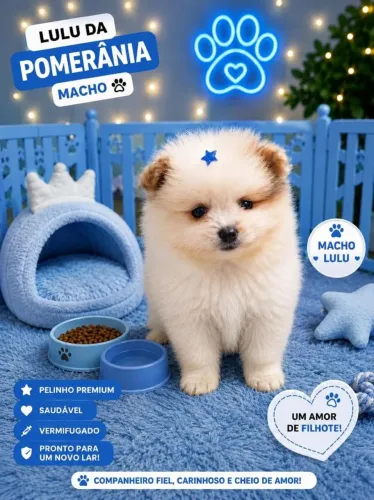 Lulu da Pomerânia Spitz Alemão /filhos pais ANÕES 