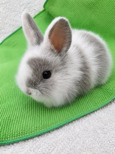COELHO MINI PEQUENO LEÃO
