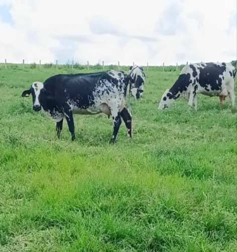 Casal Trabalhador Rural