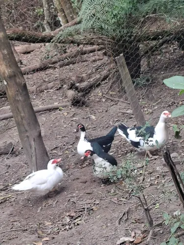 Patas