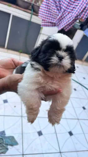 Vende-se Filhote de Shitzu Macho