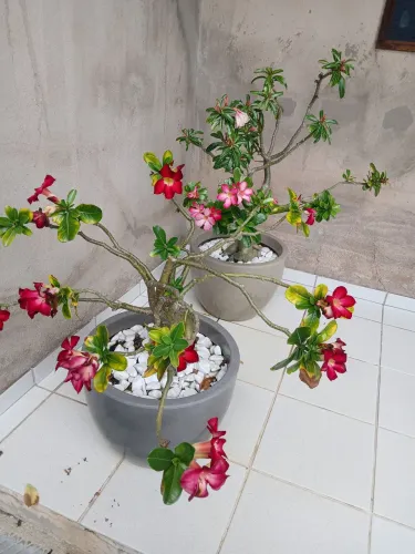 Plantas rosa do deserto 