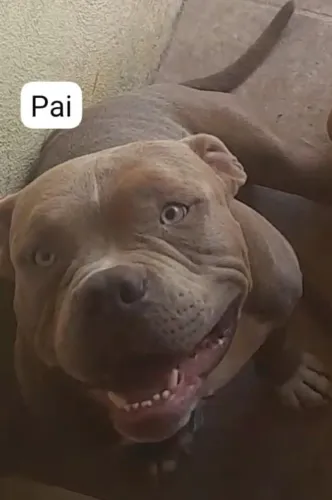 Filhotes da raça Pit Bull um mês :pai American Bully :mãe pit bull terrier