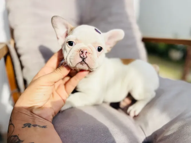Linda fêmea Bulldog francês com pedigree