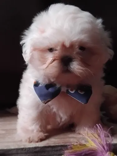ShihTzu Macho