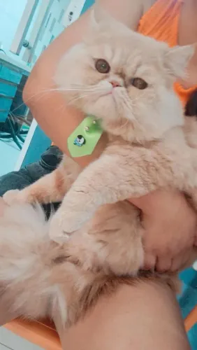 Procuro uma Gatinha da minha Raça Persa para cruzar