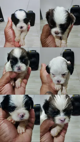 Vendo lindos filhotes de shih tzu
