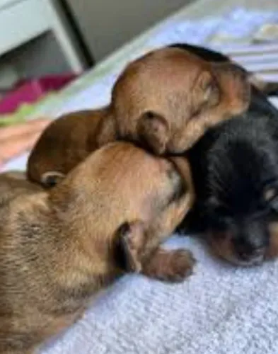 Pinscher filhote macho ?