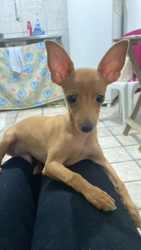 vendo pinches 0 , vacinado , 4 meses de vida , amável e dócil ?