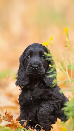Cocker Spaniel "Doçura nunca sai de moda."