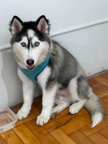 VENDO E TROCO POR IPHONE HUSKY SIBERIANO 4 meses