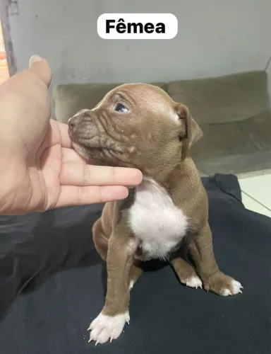PITBULL A VENDA 