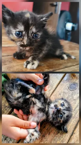 Gatinhos Filhote Para Adoção Responsável