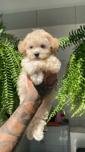 Poodle toy mini macho