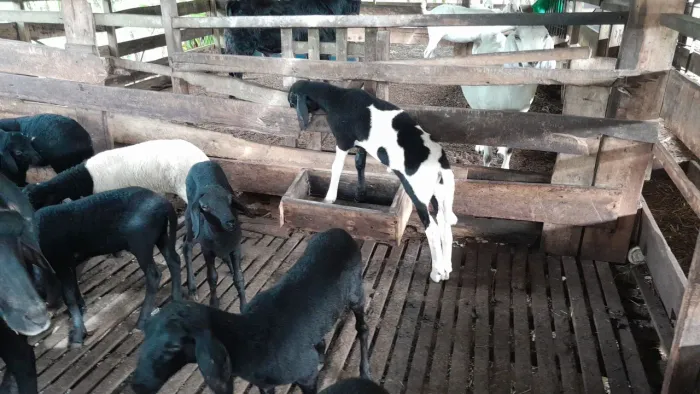Vendo filhotes de carneiro dooper e santa ines