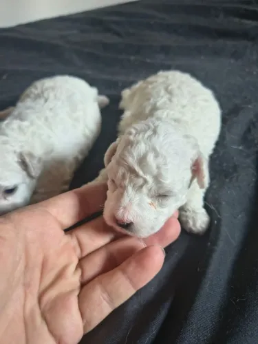 Lindos filhotes de poodle micro toy 