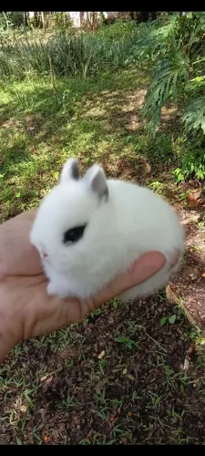 Mini coelho anão de netherland 