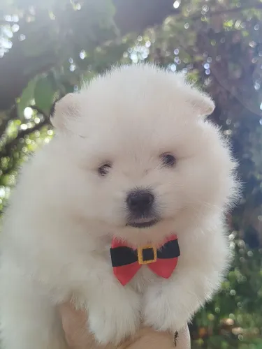Spitz Alemão anão