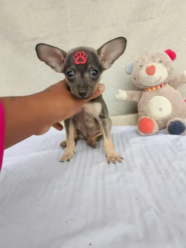 Pinscher machos pretinho e pequenos