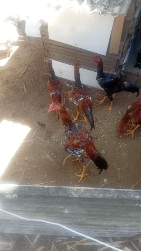 VENDE-SE FRANGOS ÍNDIO GIGANTE 