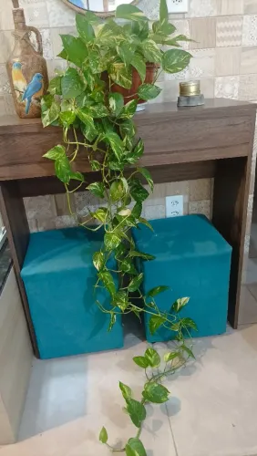 Vendo essa linda jibóia!!!