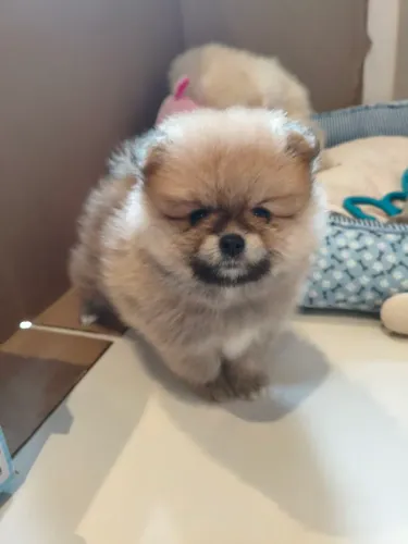 Spitz alemão