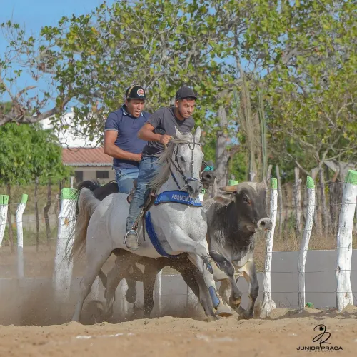 Cavalo