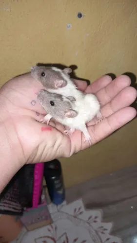 Ratos twister,o casal tá saindo a 45,muito dócil aproveitem!!