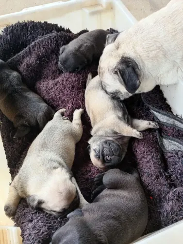 Filhotes de Pug