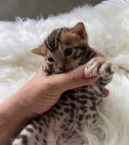 Bengal 2 femeas disponíveis