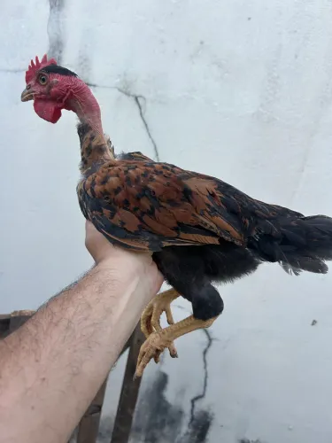 Vende frangotes