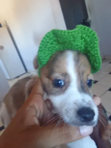 Cachorro filhote para adoção 