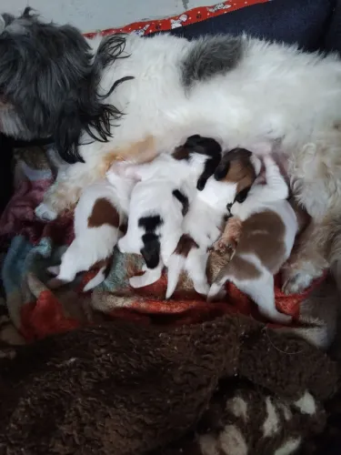 Filhote de cachorro ?