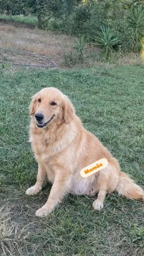 Golden retriever