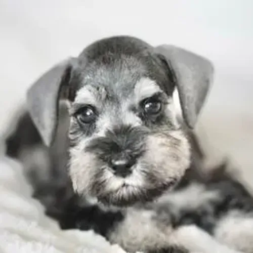 Schnauzer,Schnauzer Filhote Disponível Entrega Facilitada