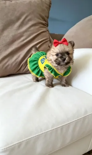 Filhote Spitz alemão fêmia 