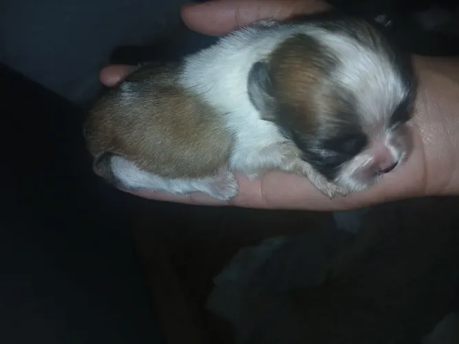 Vendo filhote de Shih tzu