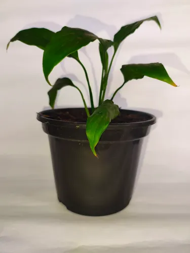 Kit 2 Mudas mini Lirio da paz 