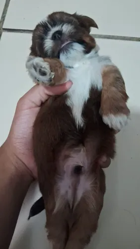 Cachorro