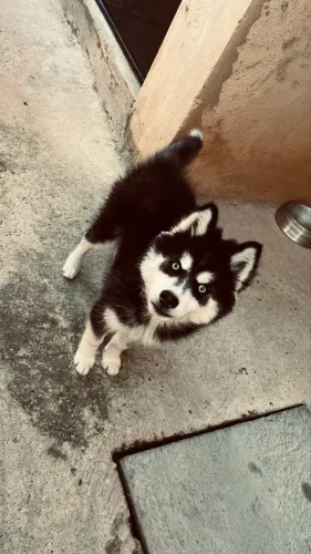 Husky