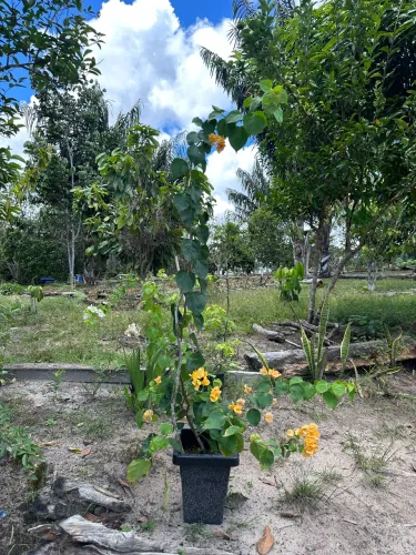 Bougainvillea Laranja