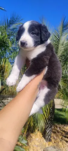Border Collie 