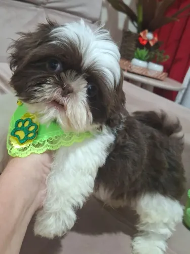 Lindo Shitzu machinho marrom e branco 